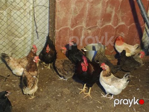 Yumurtuyan Toyuqlar Satılır 10 ədəd yumurtuyan toyuqdur. Toyuqun — Novxanı