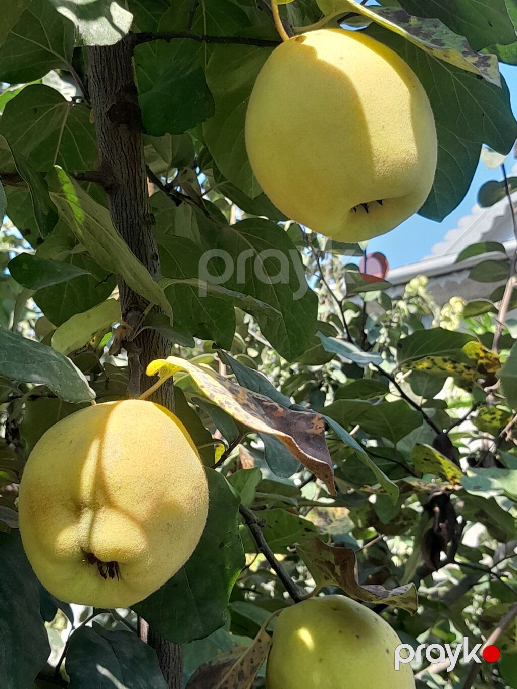 Salam her ikisi yetişib her ikisinin kilosu iki manatdandir — Qida məhsulları, Sabirabad (6)