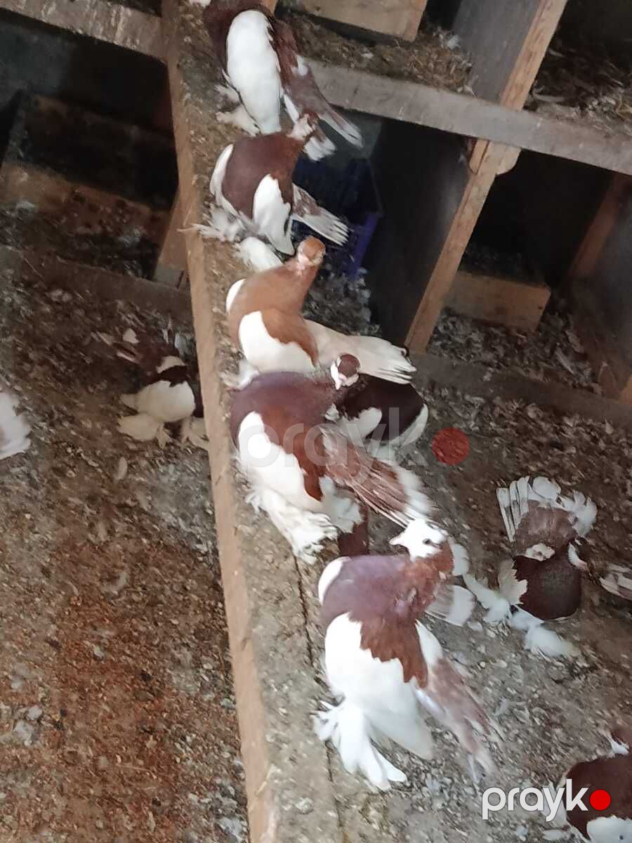 Göyərçinlər — Quşlar, Bakı (5)