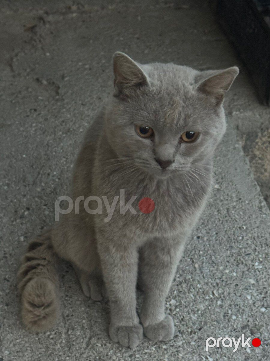 Şotland pişiyi — Pişiklər, Bakı (6)