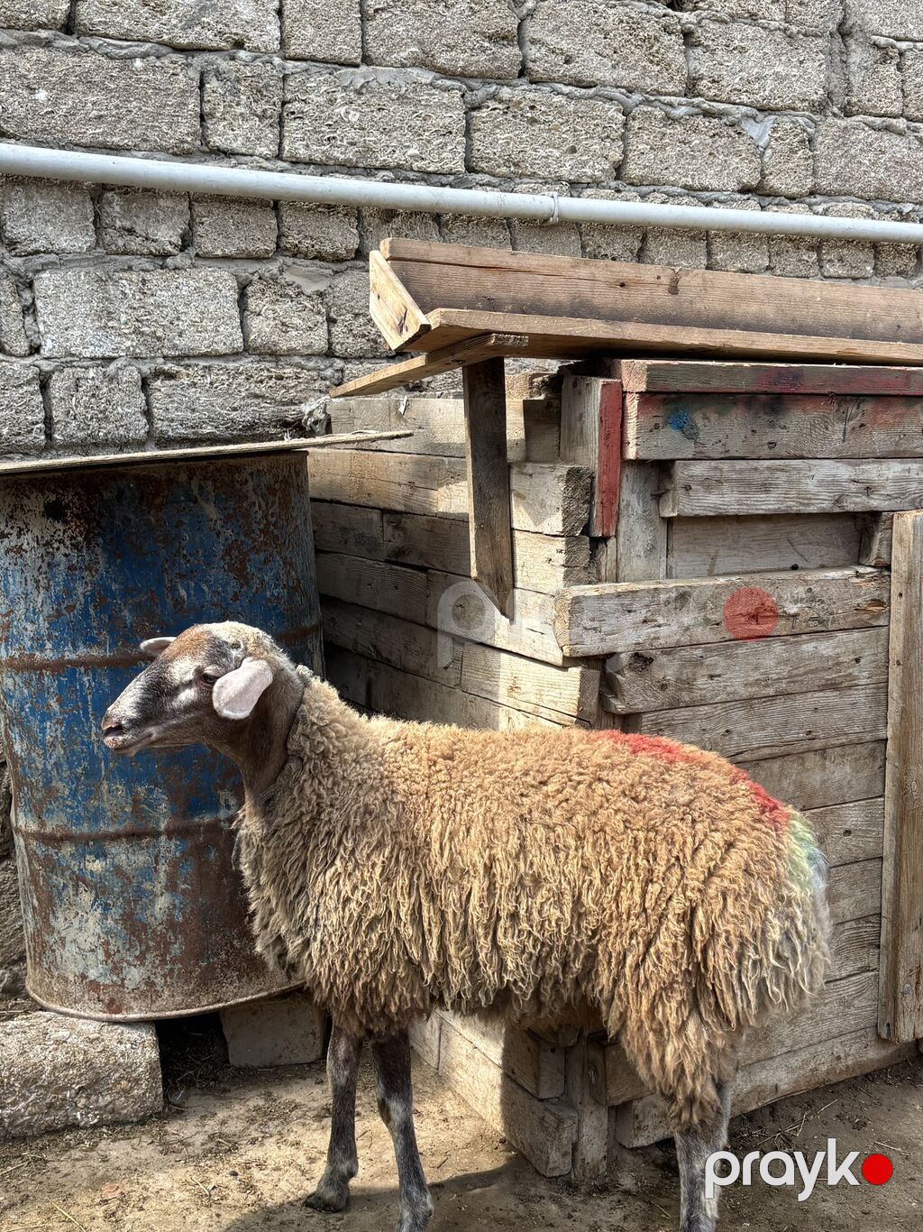 Quzu, Erkək, ay: 8, 35 kq, Ətlik, Ünvandan götürmə — Kənd təsərrüfatı heyvanları, Digah (3)