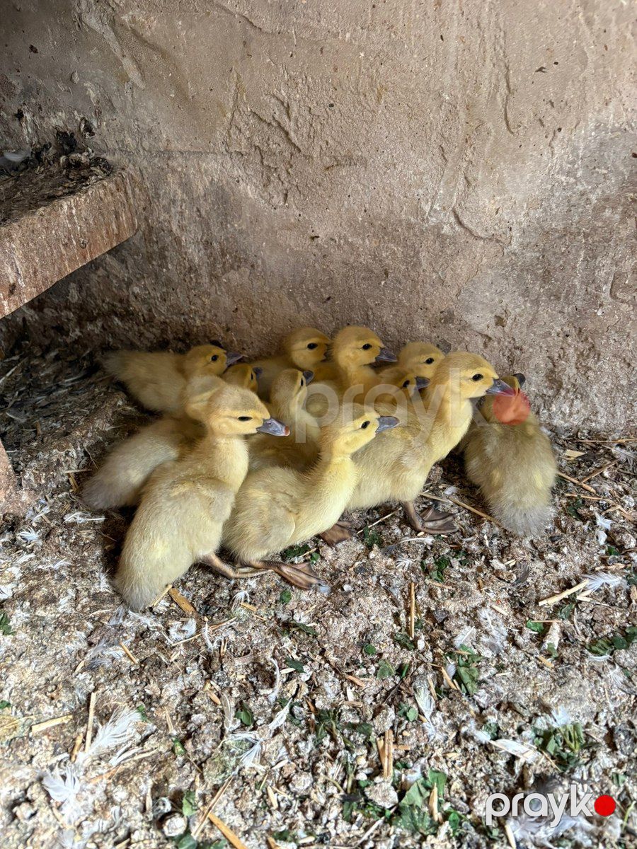 Lavanda lal ordək balaları — Quşlar, Bakı (3)