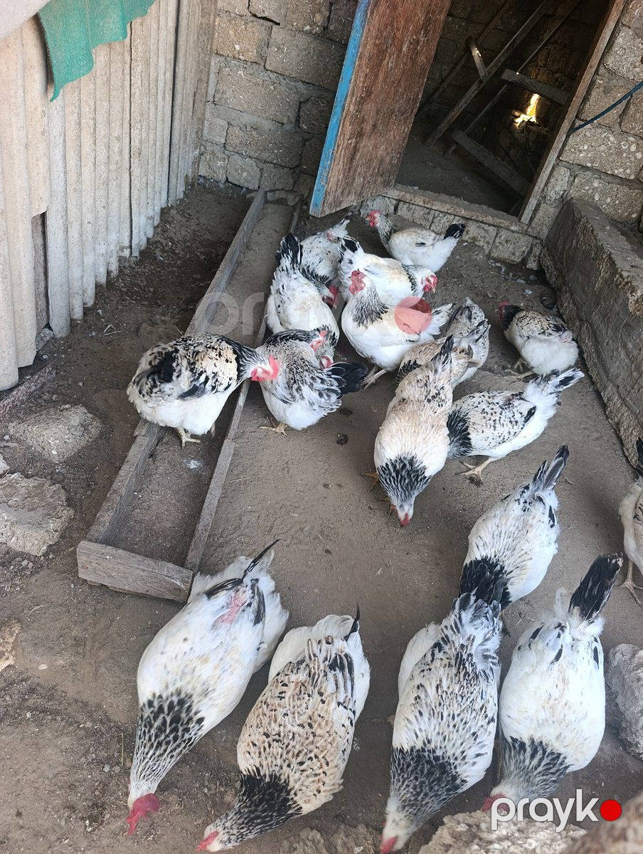 Toyuqlar — Quşlar, Bakı (2)