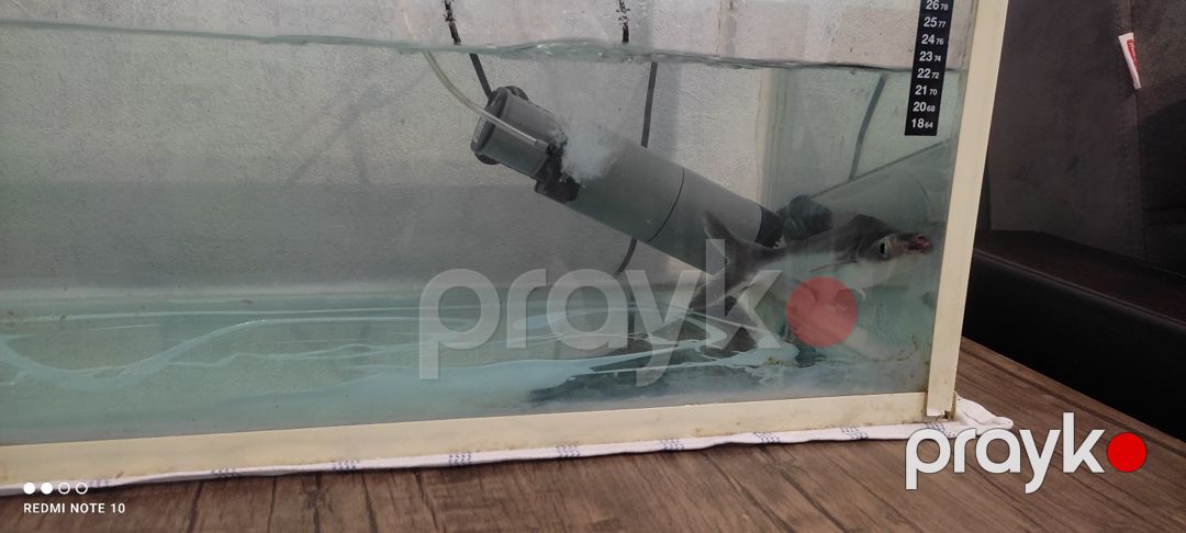 Akula pangasius — Akvariumlar və balıqlar, Bakı (2)