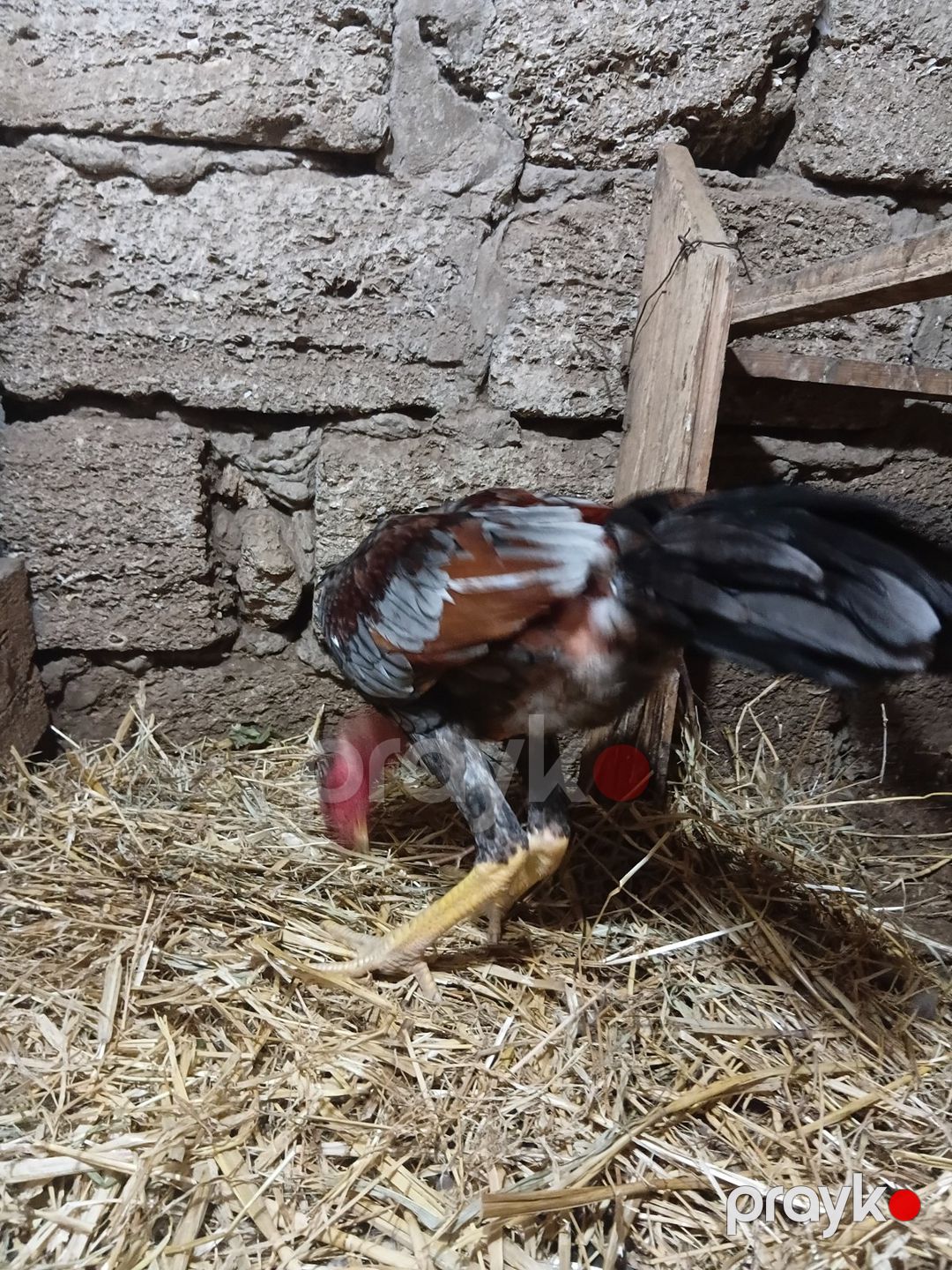 Heyratı — Quşlar, Bakı (7)