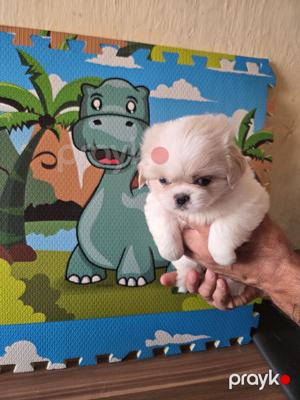 Pekines — Köpəklər, Bakı (2)