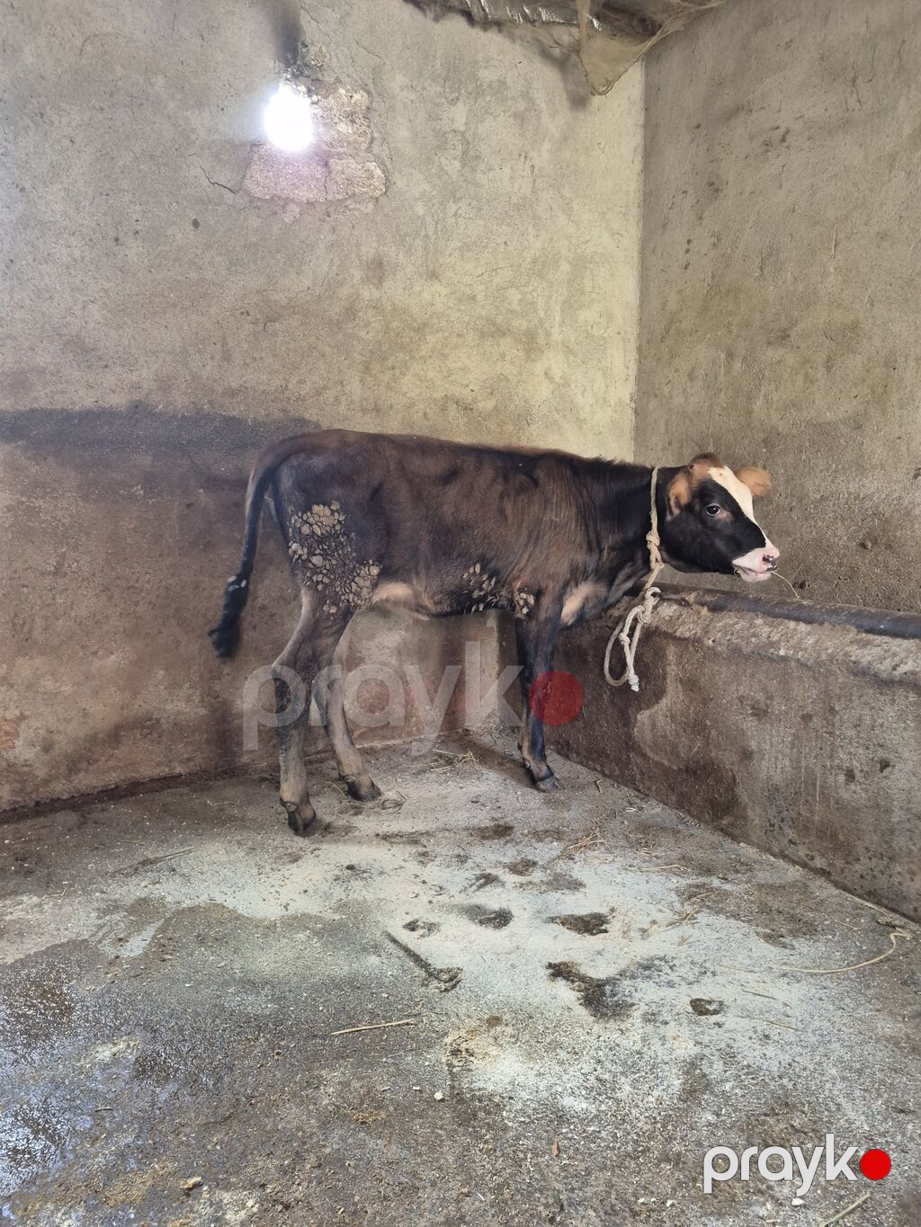 Dana, buzov, Dişi, ay: 4, Damazlıq — Kənd təsərrüfatı heyvanları, Digah (8)