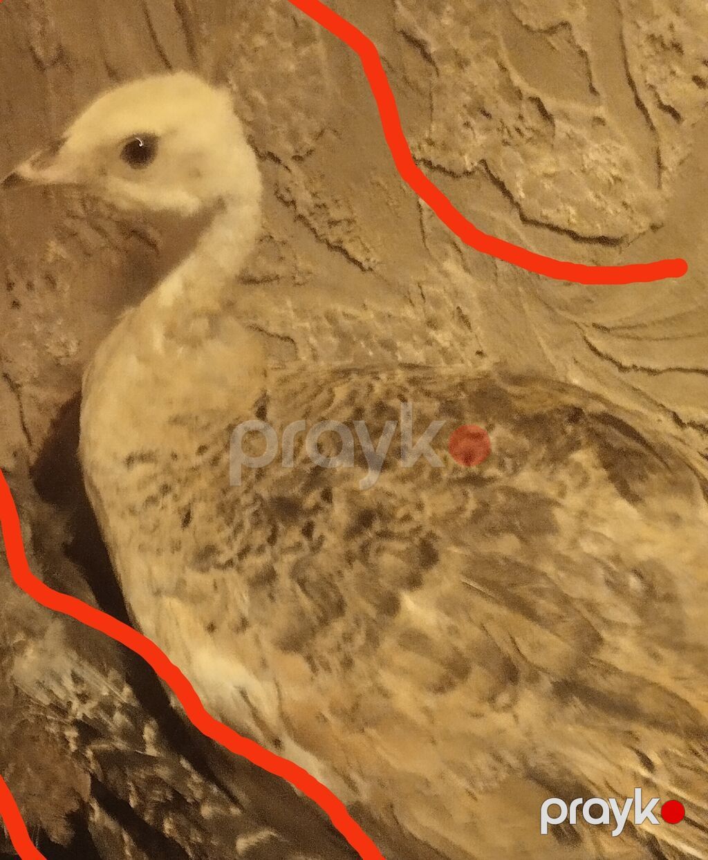 Məhsul: Tovuzaoxşar exotik quş – tovuz quşu balası (juvenil) 6 aya — Digərləri, Bakı (2)
