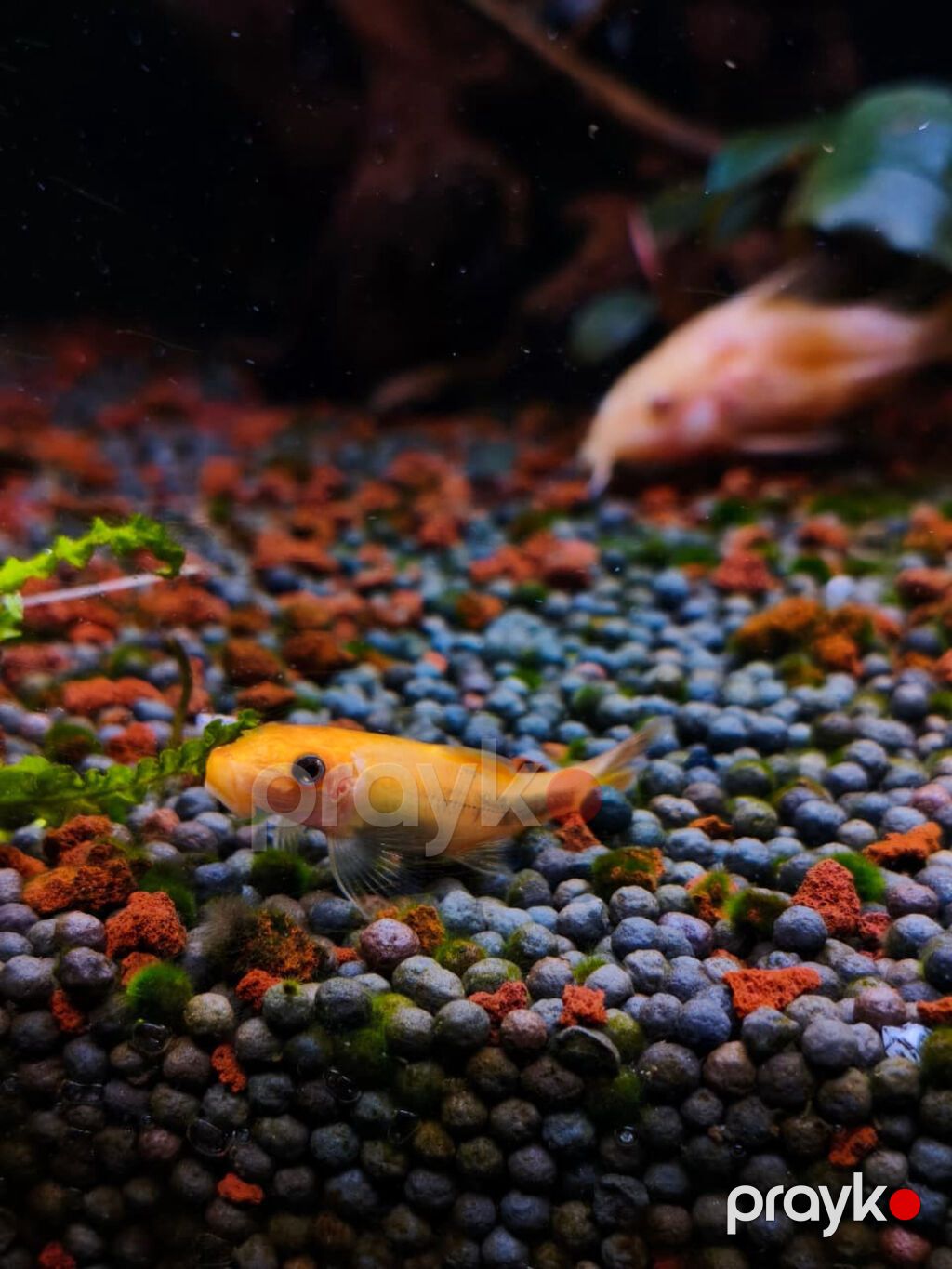 Gold Chinese Algae Eater. Qızılı Çin yosun yeyəni satıram. Barter — Akvariumlar və balıqlar, Xırdalan (3)