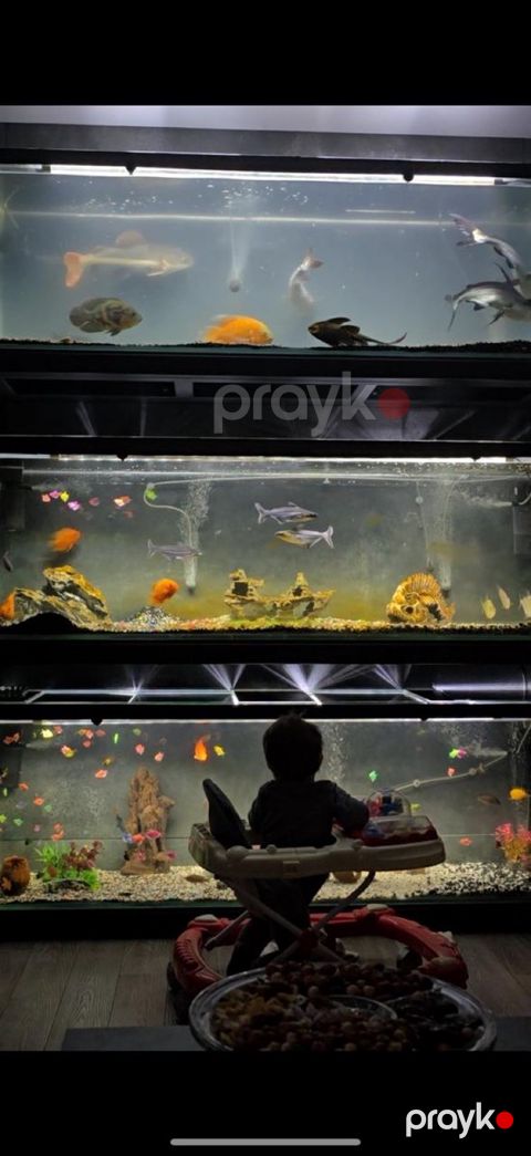 Premium Akvariumlar — Bakı