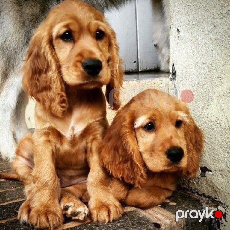 Koker spaniel balaları — Köpəklər, Bakı (7)