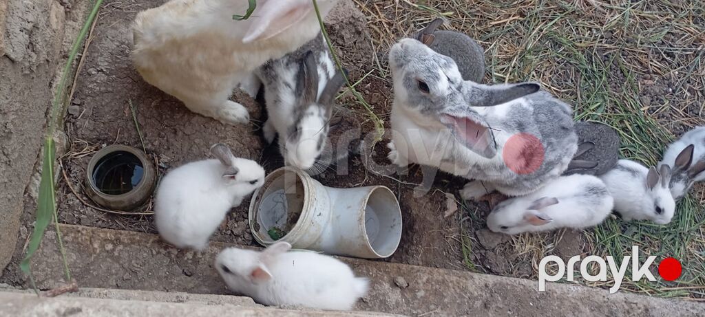 Ev təsərrüfatı üçün dekorativ-döşəmə cinsli dovşanlar - Rənglər: ağ — Dovşanlar, Xırdalan (4)