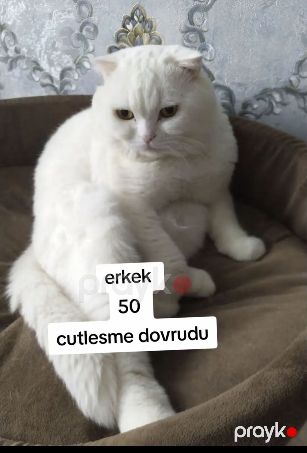 Şotland yastı qulaq, Erkək, Yaxşı əllərə, Ödənişli çatdırılma — Pişiklər, Xırdalan (3)