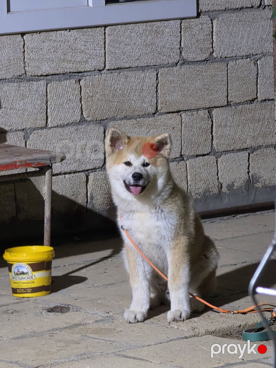Yapon akita-inu — Köpəklər, Bakı (6)