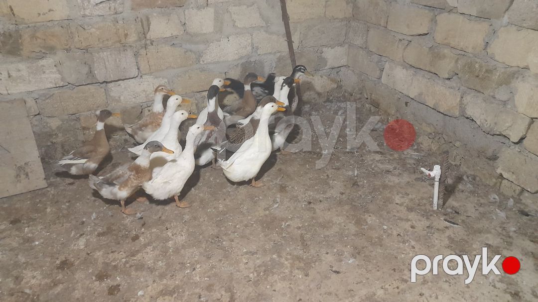 Lal ördəklər — Quşlar, Şamaxı (4)