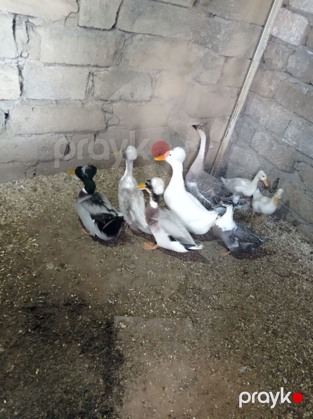 Salam 4 Erkey 1 dişidi hamsida kekilidi 2 dene de 2 ay yarımlıq — Digərləri, Digah (2)
