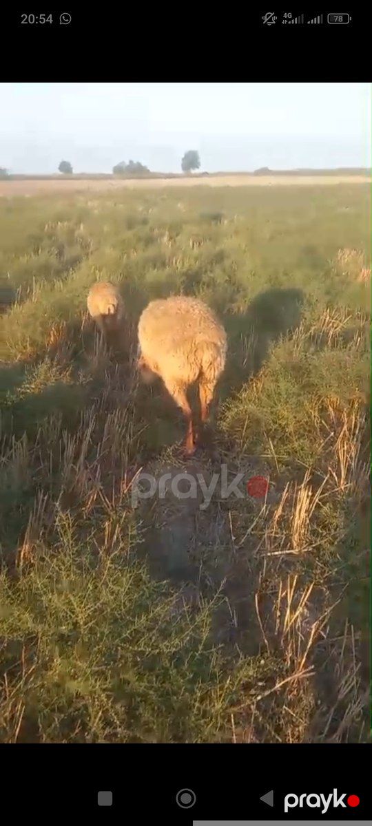 Qoyunlar — Kənd təsərrüfatı heyvanları, Xaçmaz (4)