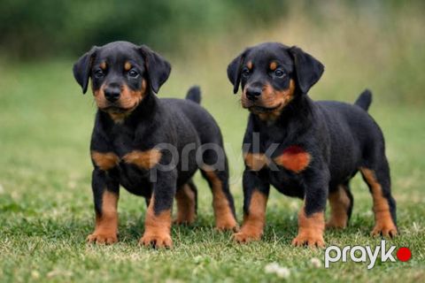 Doberman — Bakı