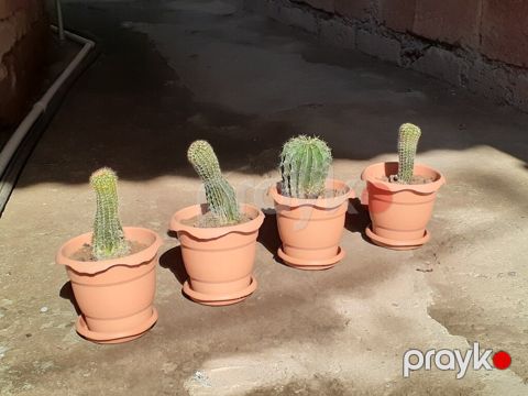 Dibçəklər — Gəncə