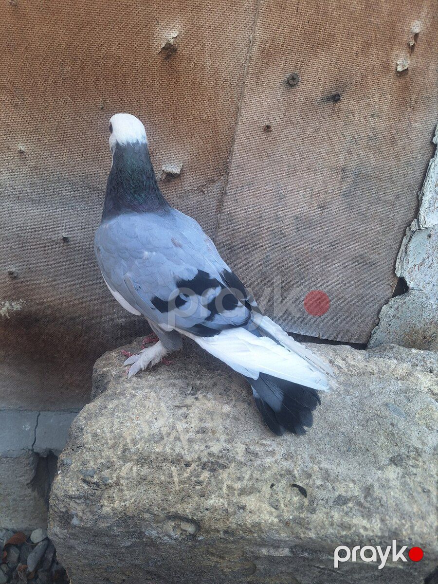 Göyərçin — Quşlar, Ağsu (5)