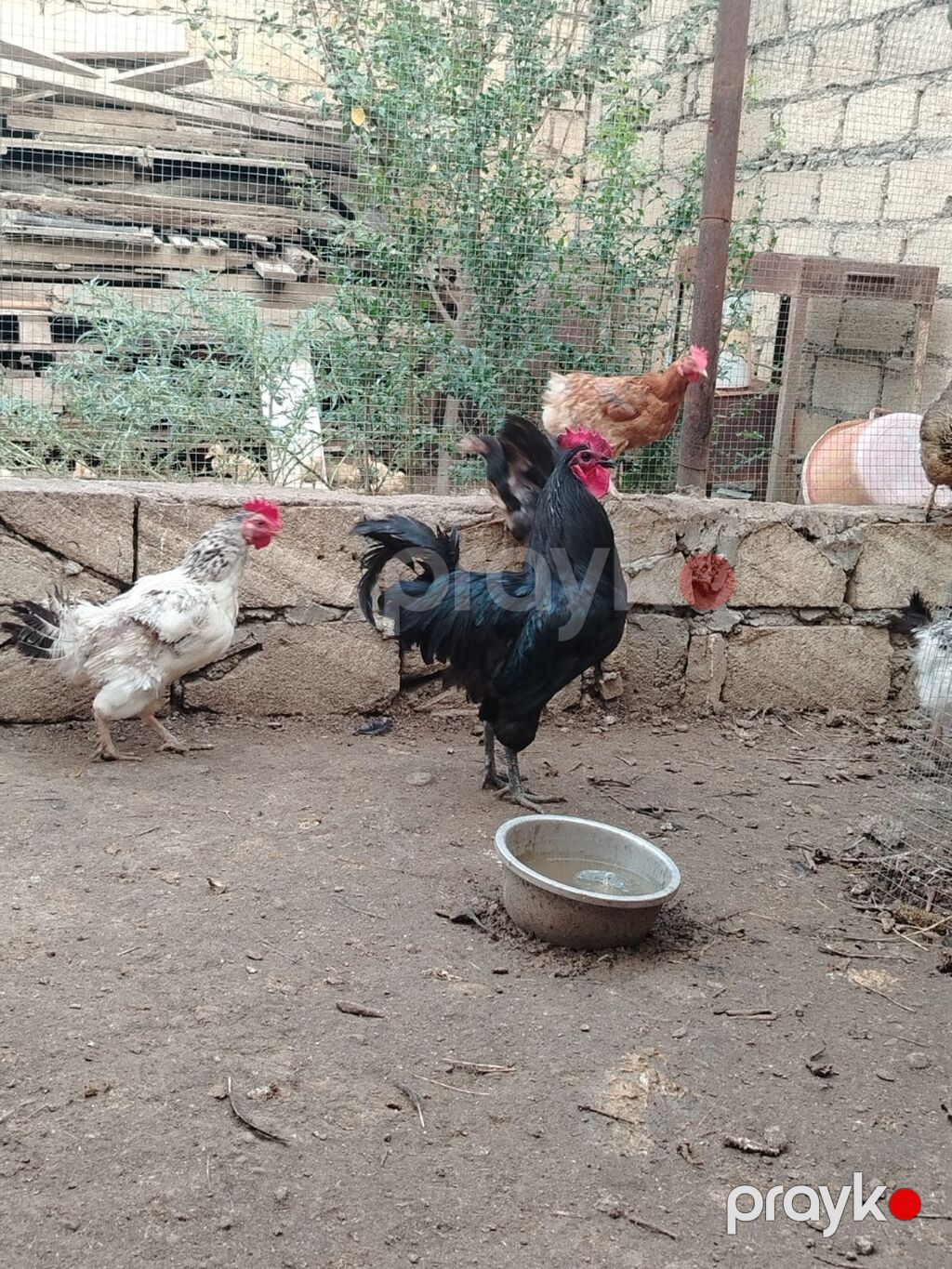 Toyuq, Yumurtalıq — Toyuq və xoruz, Gəncə (4)
