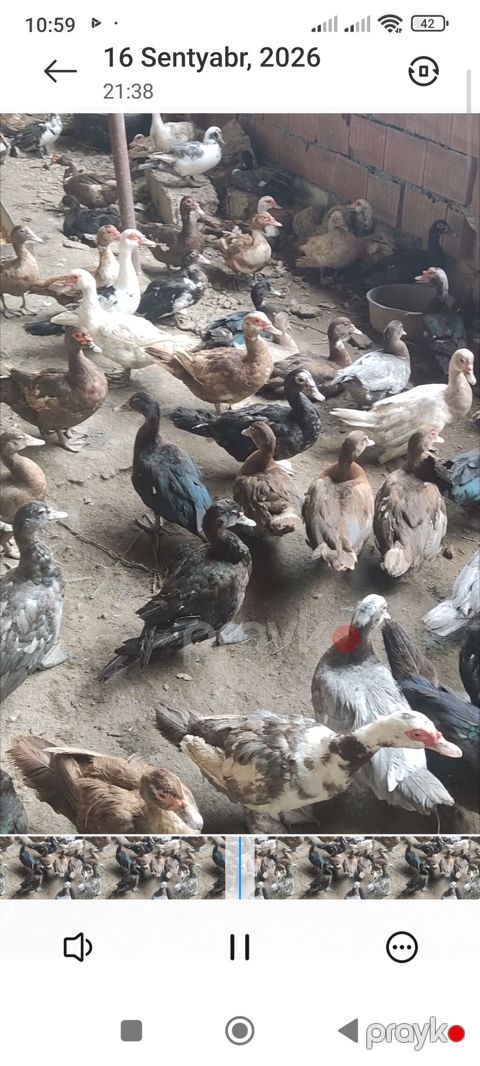 Cins lal ördəklər satılır — Digah