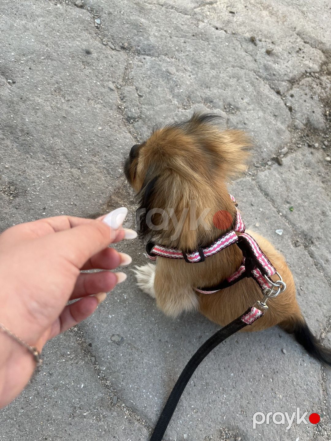 Pekines — Köpəklər, Bakı (3)