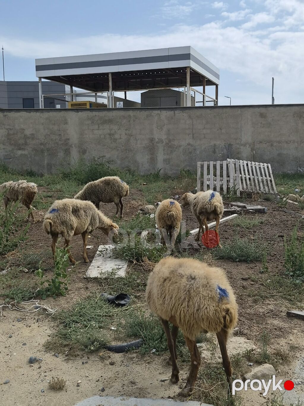 8 Qoyun sürüsü Təsvir: - Şəkillərdə görüldüyü kimi müxtəlif yaş və — Kənd təsərrüfatı heyvanları, Mehdiabad (7)