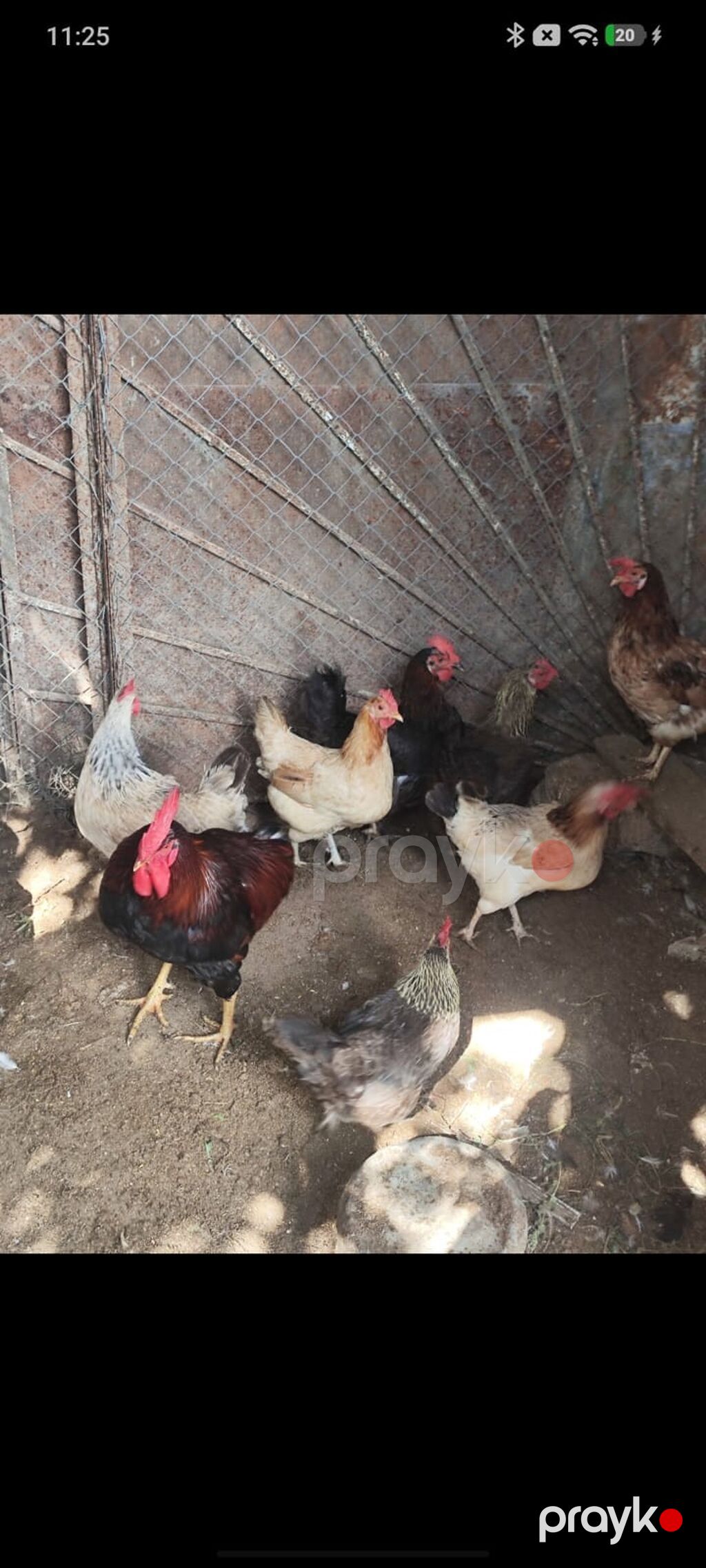 Yumurtuyan Toyuqlar Satılır 10 ədəd yumurtuyan toyuqdur. Toyuqun — Toyuq və xoruz, Sumqayıt (4)