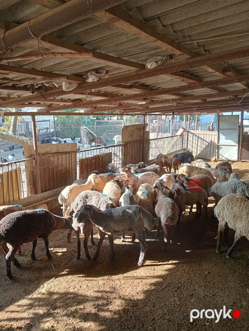 24 erkək 7 dişi kom 31 baş toğlu satılır — Kənd təsərrüfatı heyvanları, Qobustan (3)