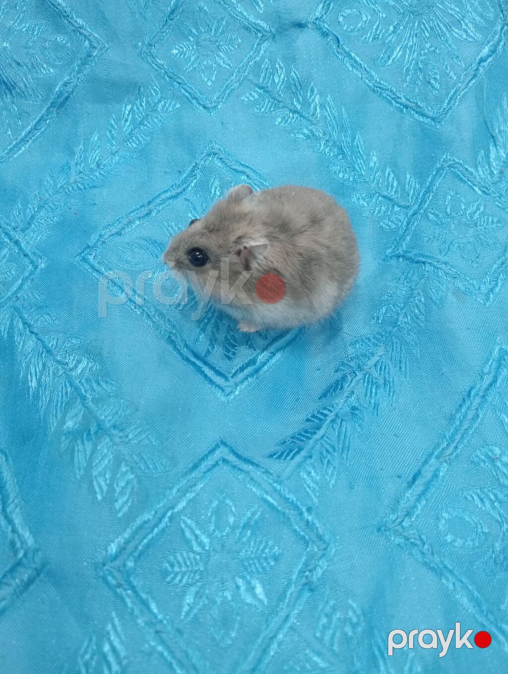 Cırtdan hamsterlər və tam dəst qəfəs Məhsul təsviri: - Növ: cırtdan — Digər heyvanlar, Bakı (5)
