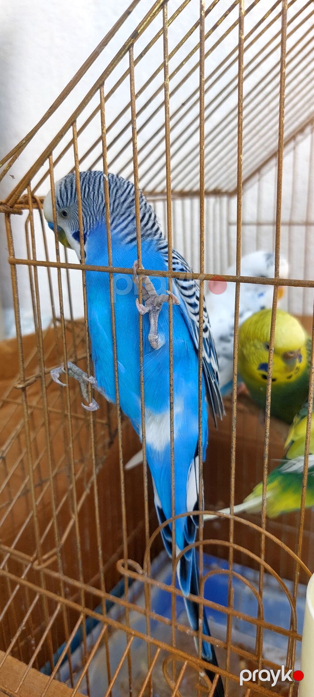 Məhsul: dalmatin və klassik rəng kombinasiyalarında nimfa/budgerigar — Qəfəslər, Lənkəran (3)