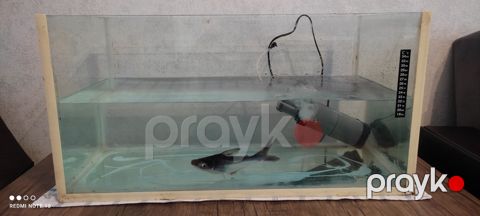 Akula pangasius — Bakı