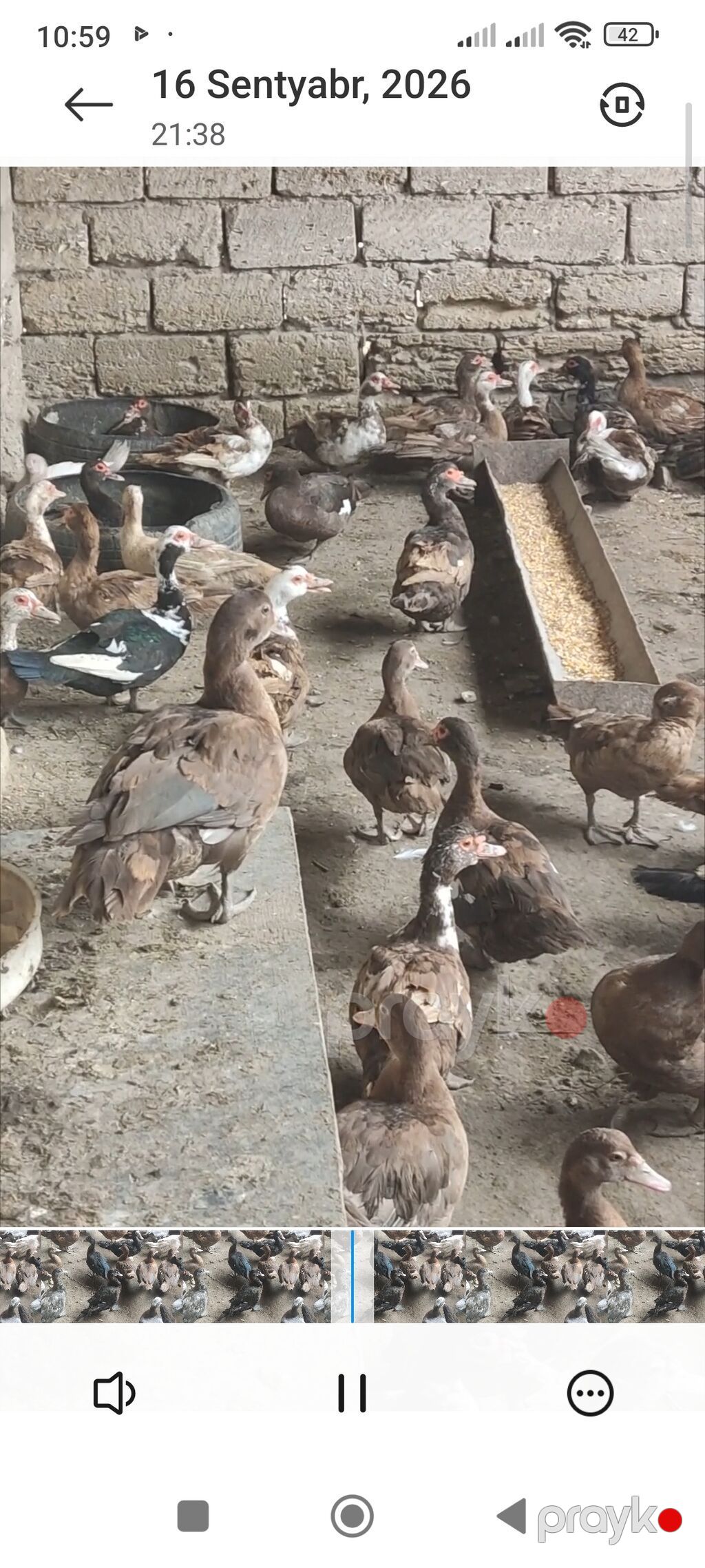 Cins lal ördəklər satılır — Digərləri, Digah (3)