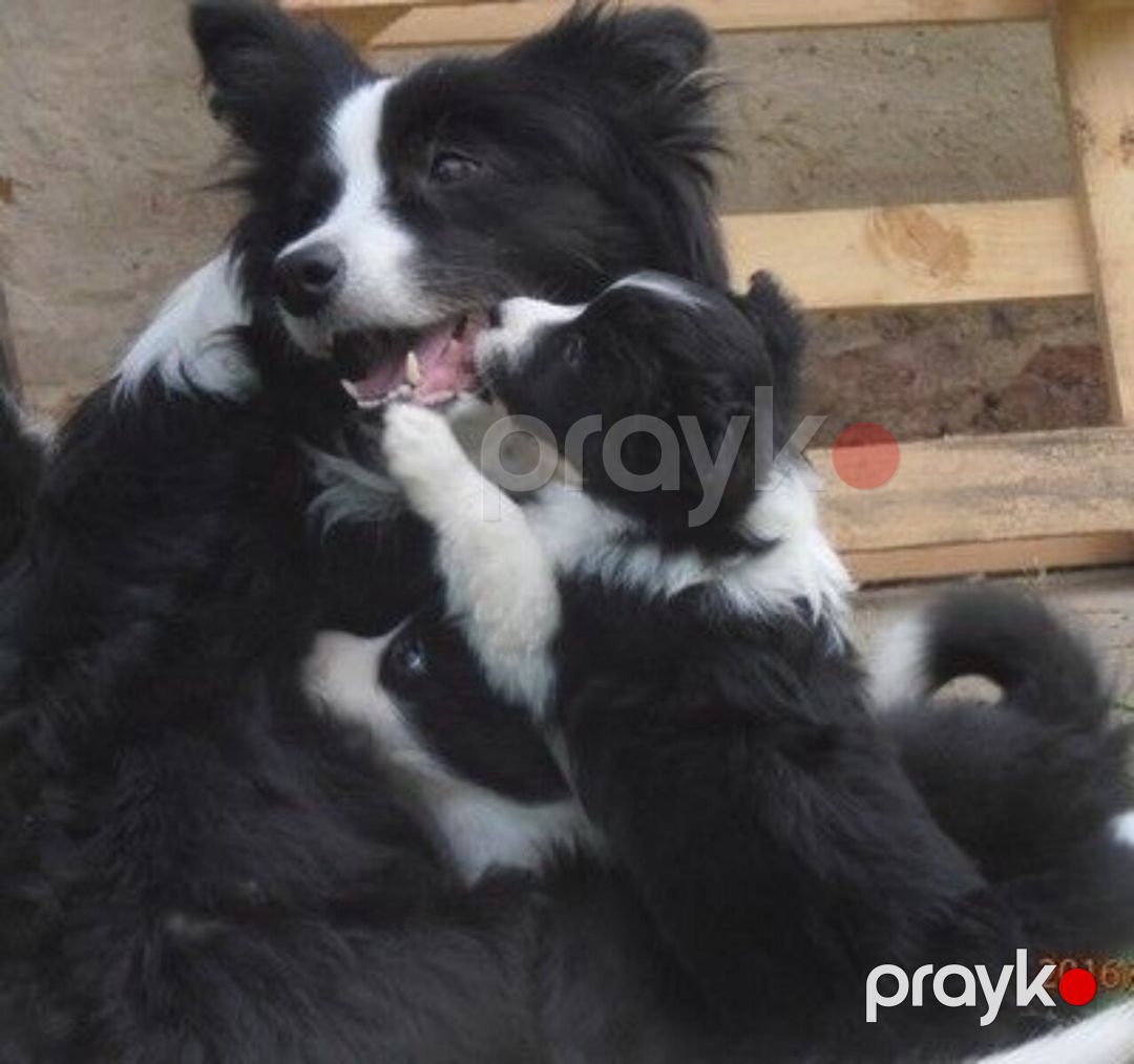 Border collie — Köpəklər, Bakı (7)