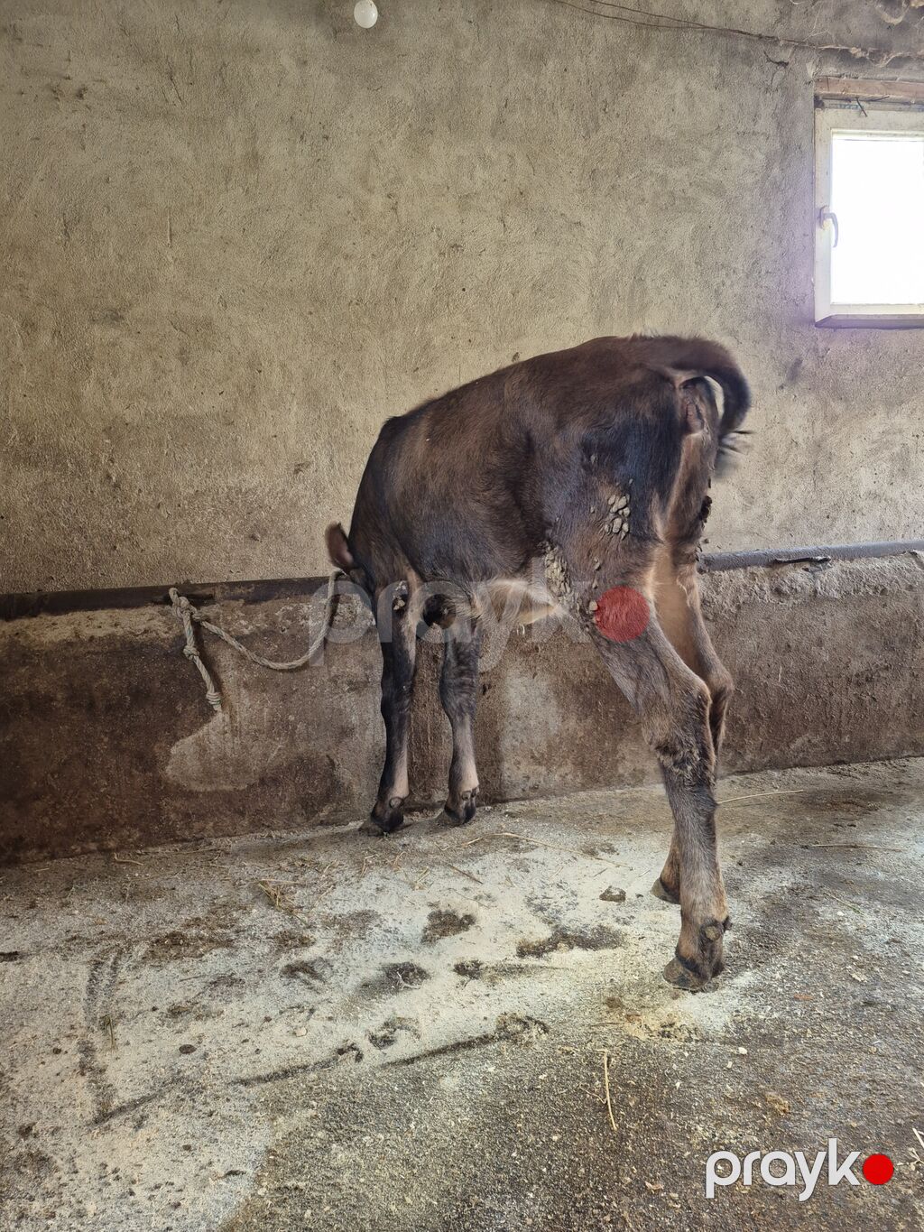 Dana, buzov, Dişi, ay: 4, Damazlıq — Kənd təsərrüfatı heyvanları, Digah (2)