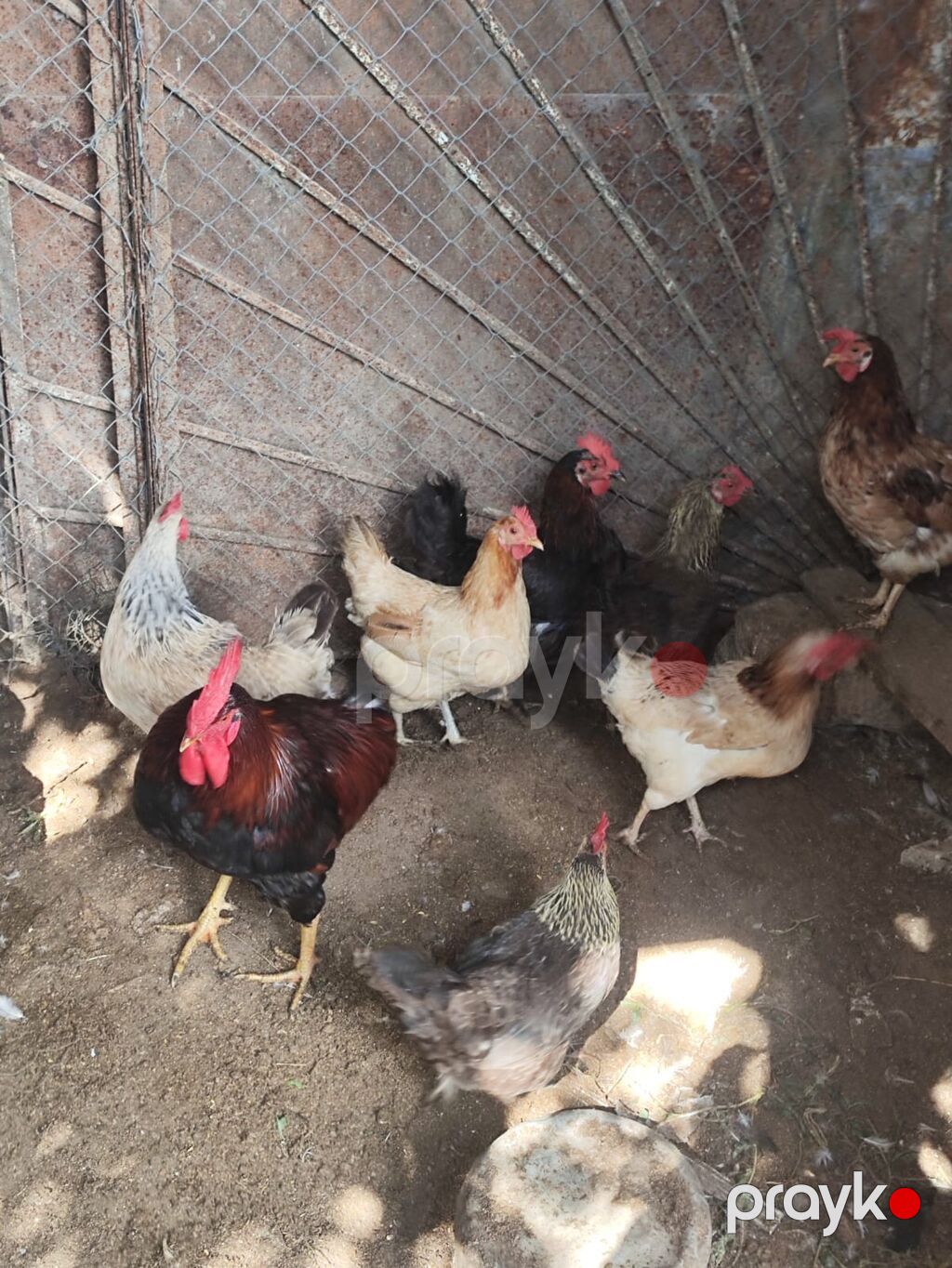 Yumurtuyan Toyuqlar Satılır 10 ədəd yumurtuyan toyuqdur. Toyuqun — Toyuq və xoruz, Sumqayıt (2)