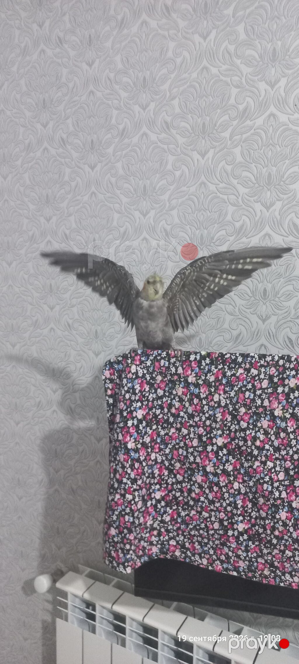 Nimfa (Cockatiel) tutuquşu – boz-ağ rəng çaları, yanaqlarında narıncı — Tutyun papağayı, Digah (4)