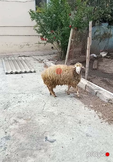 Erkek toxlu 6 ayliq suber kodur satlir 380 manat Uyğundur: - damazlıq — Masazır