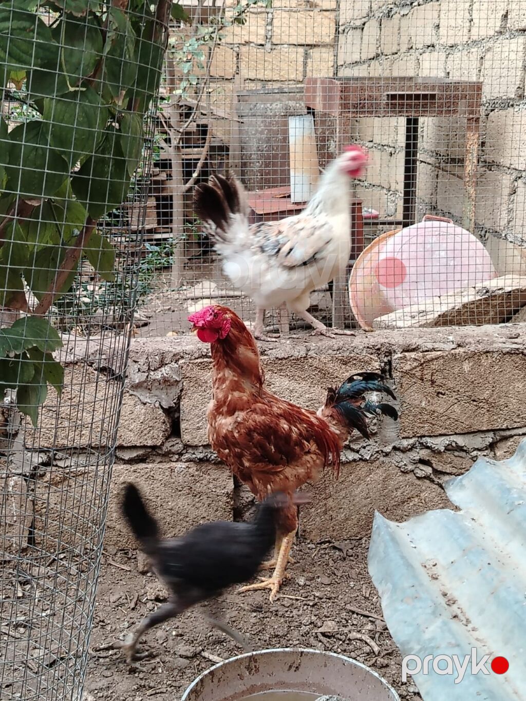 Toyuq, Yumurtalıq — Toyuq və xoruz, Gəncə (2)