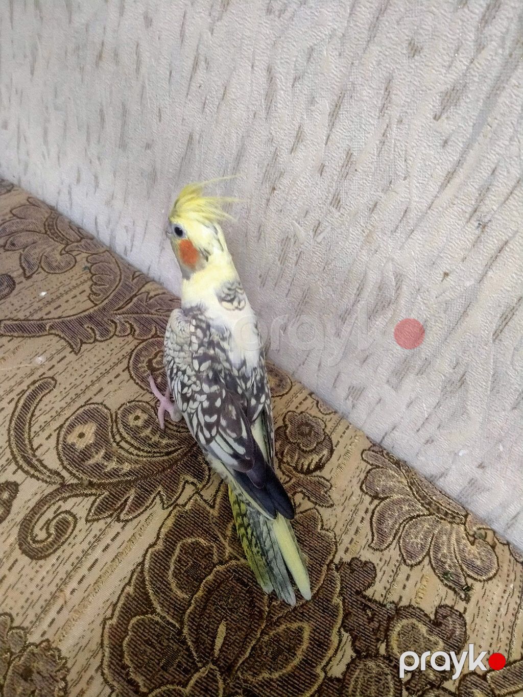 Salam. 10 ayliq disidi. Dagistan sortudu.Sari perlovkadi. Oz yasina — Tutyun papağayı, Bakı (3)