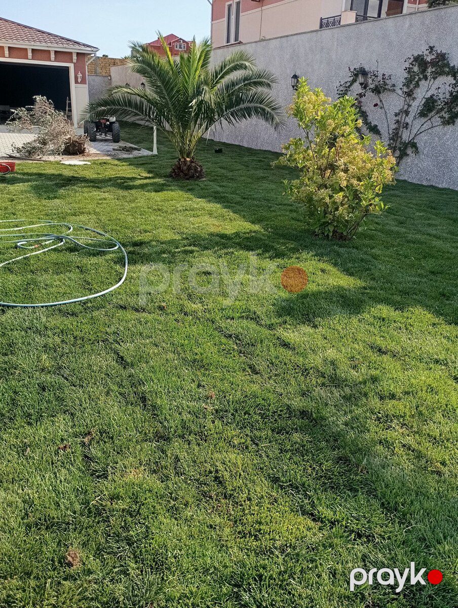 Qazon — Bitkilər, Bakı (5)
