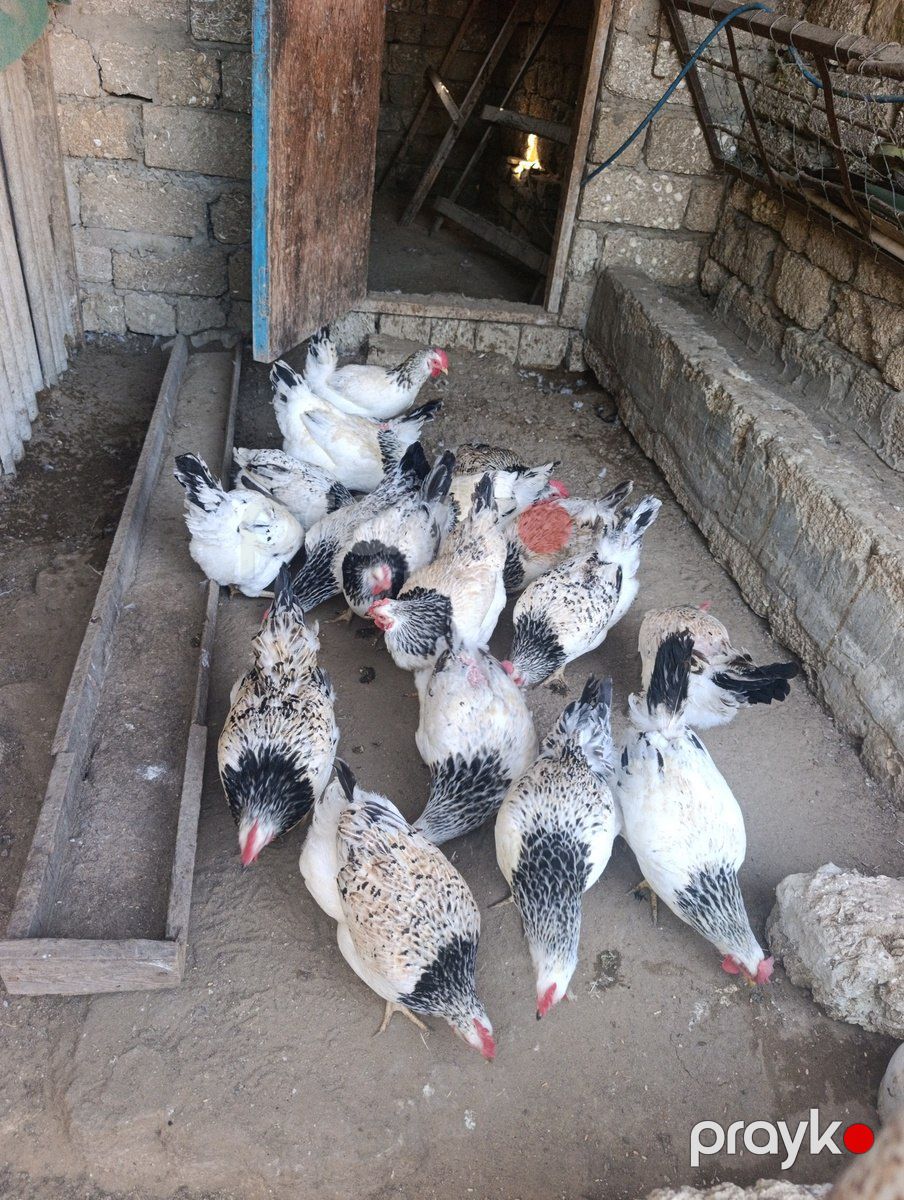 Toyuqlar — Quşlar, Bakı (4)
