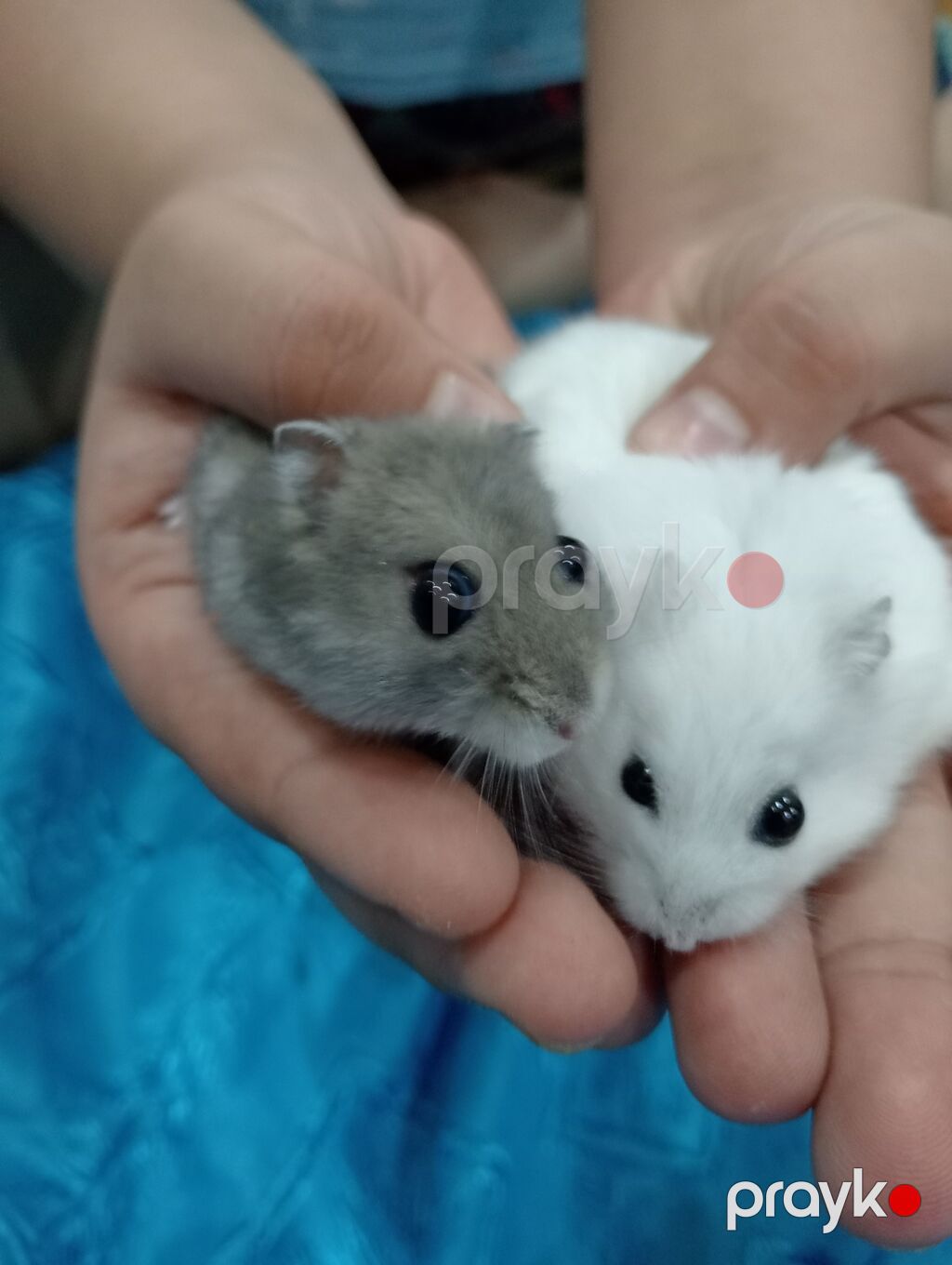 Cırtdan hamsterlər və tam dəst qəfəs Məhsul təsviri: - Növ: cırtdan — Digər heyvanlar, Bakı (3)