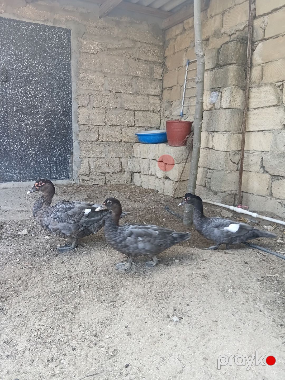 Macar ördəkləri — Quşlar, Bakı (4)