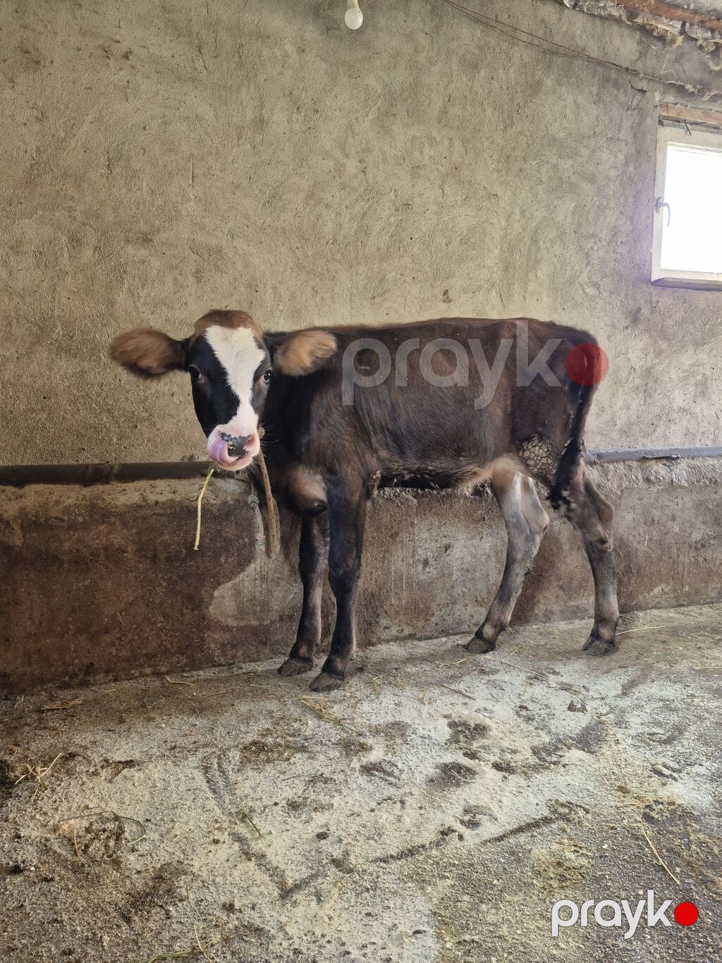 Dana, buzov, Dişi, ay: 4, Damazlıq — Kənd təsərrüfatı heyvanları, Digah (3)