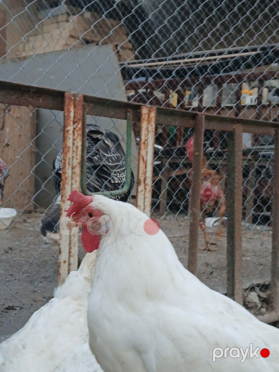 Liqorin toyuqları — Quşlar, Bakı (6)