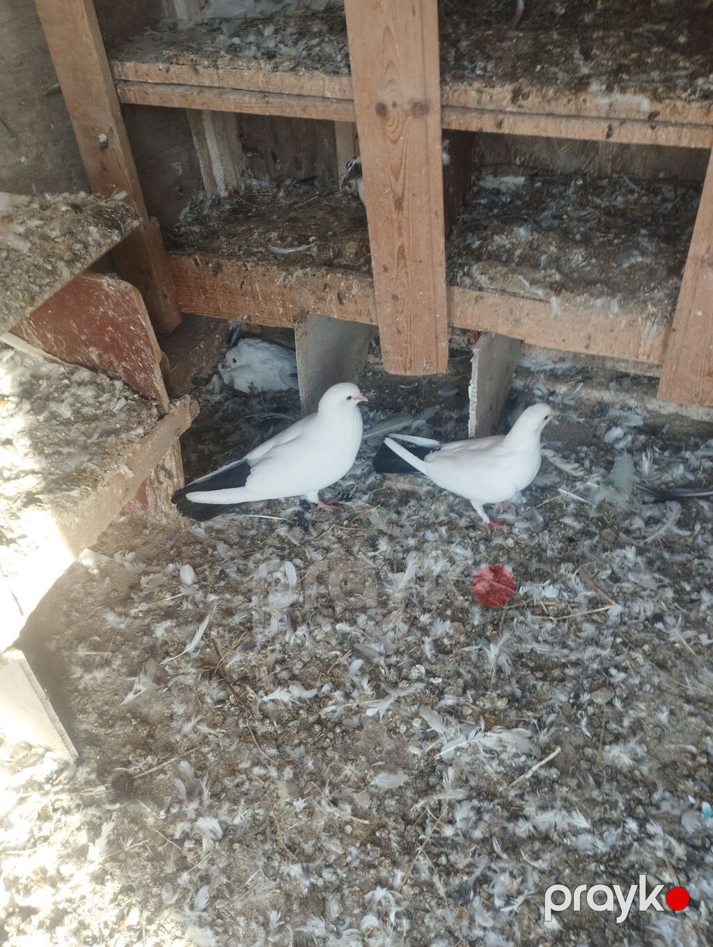 Erkey maya cütü 110. m catrlma yoxdu — Göyərçin, Bakı (2)