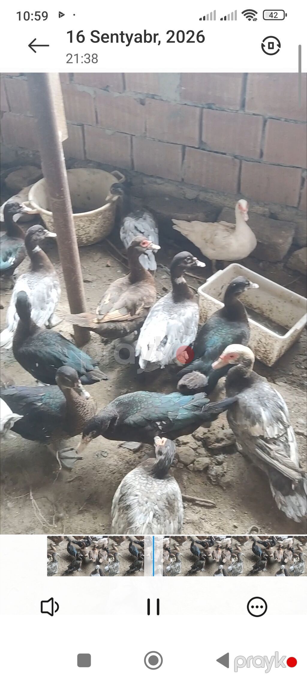 Cins lal ördəklər satılır — Digərləri, Digah (5)