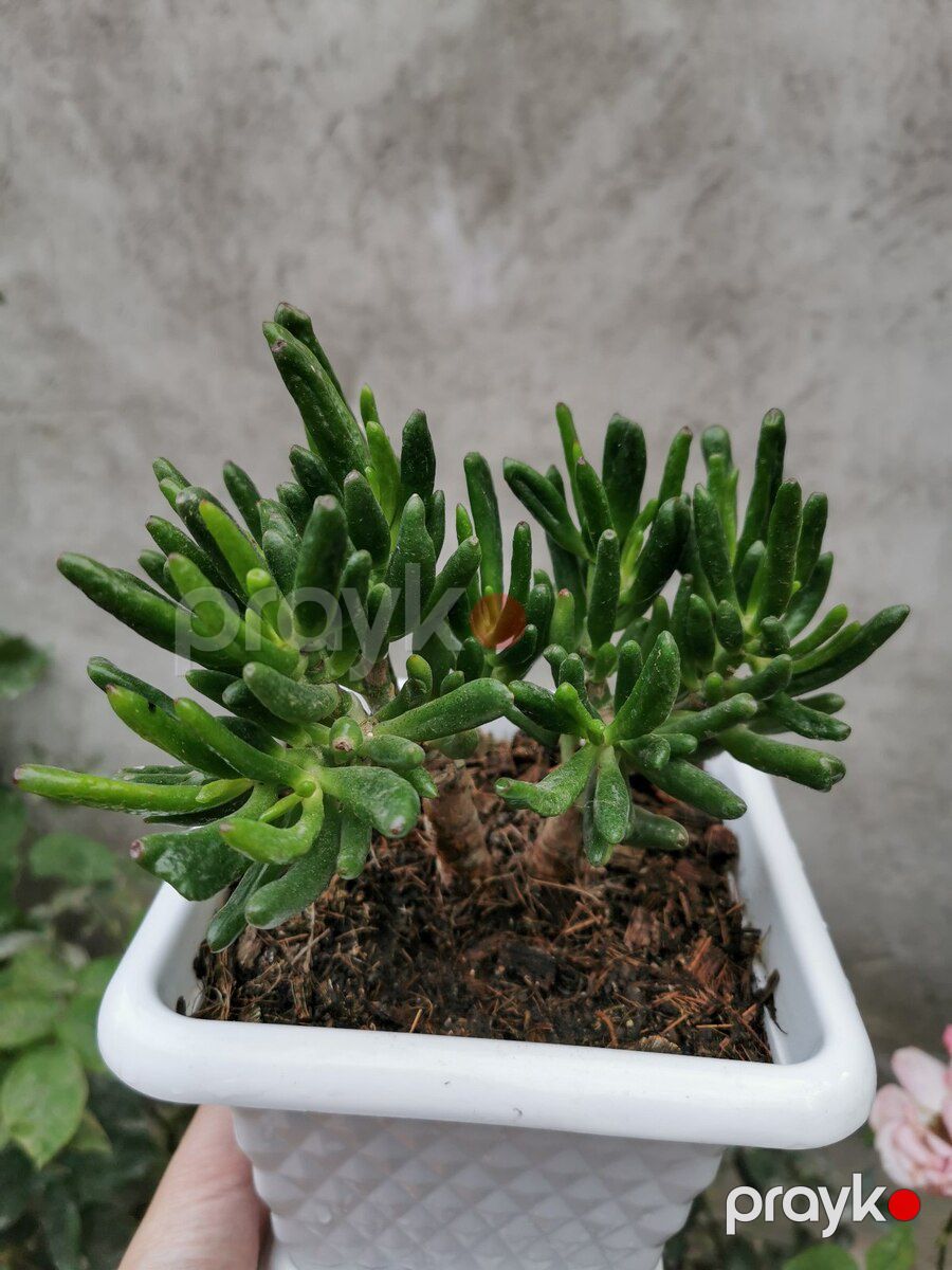 Krassula Hobbit — Bitkilər, Bakı (2)